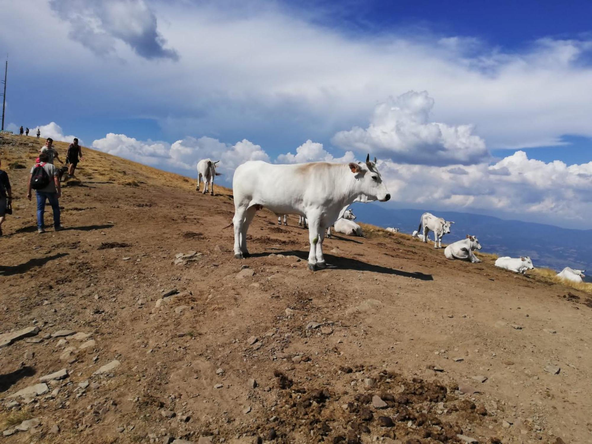 Villa Il Rifugio Di Vale Cetica Esterno foto