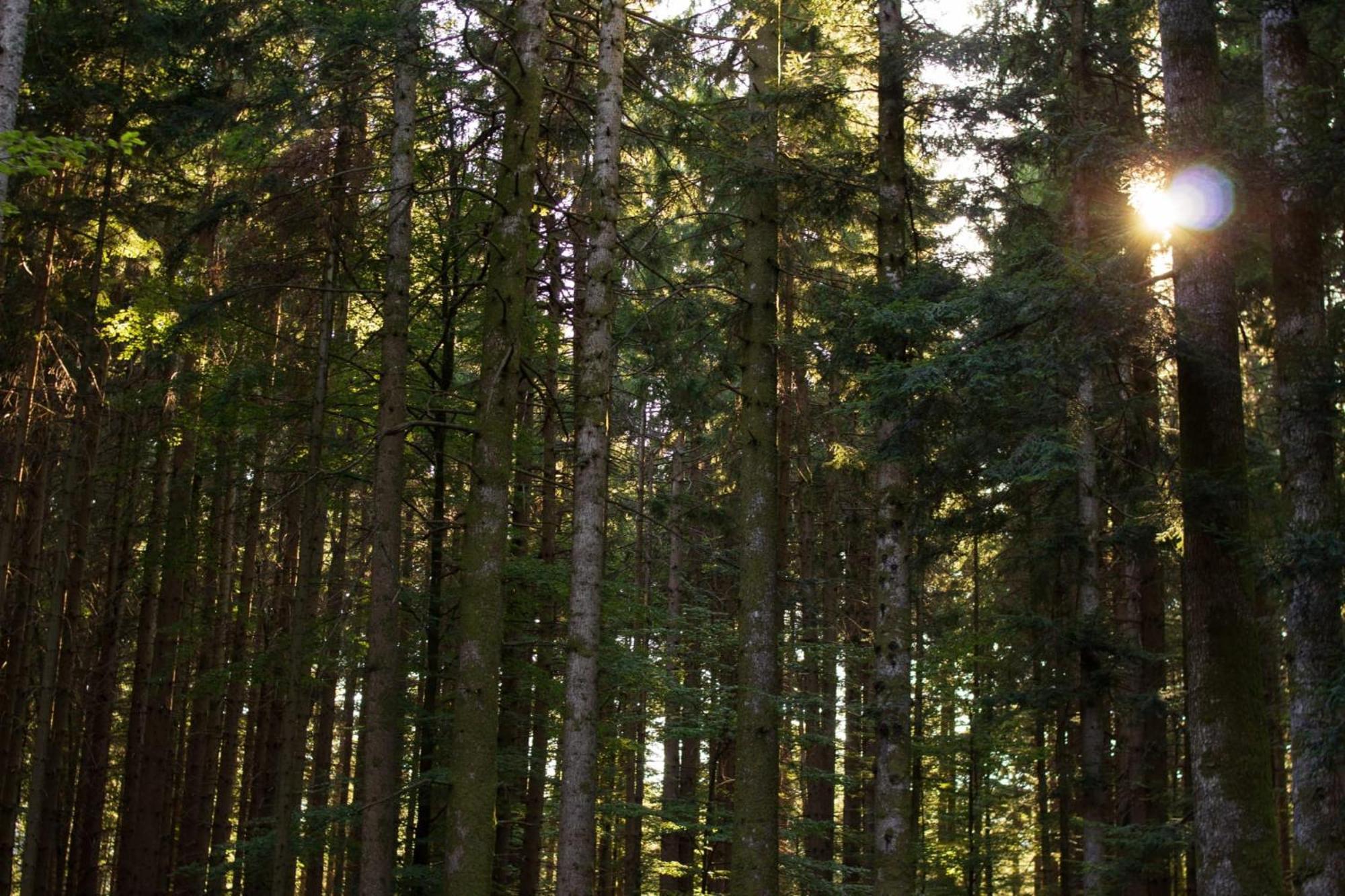 Villa Il Rifugio Di Vale Cetica Esterno foto